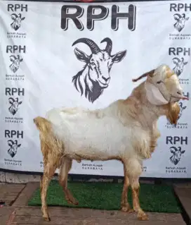 Jual kambing qurban harga ekonomis