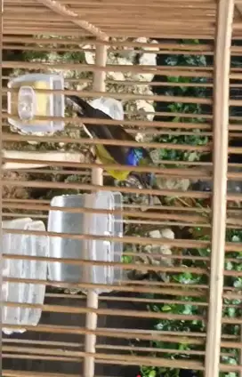Burung Kolibri kelapa