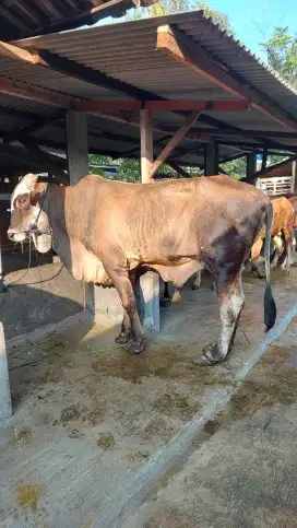 Sapi Pegon 550 kg-an / Sapi Besar Untuk Qurban