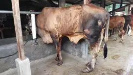 Sapi Pegon 550 kg-an / Sapi Besar Untuk Qurban