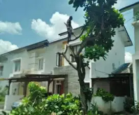 Jasa tebang pohon/pangkas pohon+buang daun