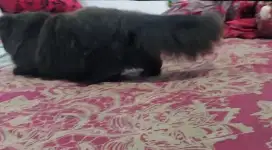 British Long Hair Munchkin Cebol Male