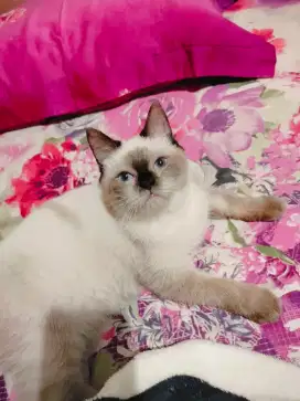 kucing Persia Himalaya mix scottish straight