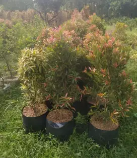 Pohon hias pucuk merah 1m