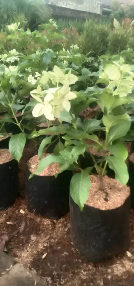 Pohon hias Nusa indah