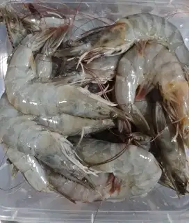 Udang dan cumi segar