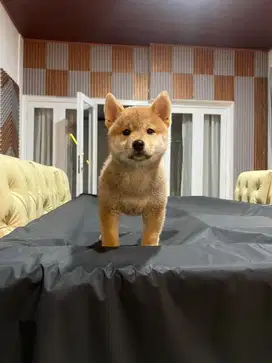 Jual Cepat Puppy Shiba Inu