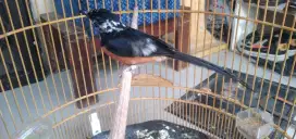 murai medan Blorok