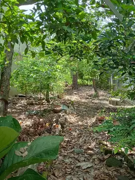 Tanah HM dan Tempat Usaha  jalan Pantura Cepiring