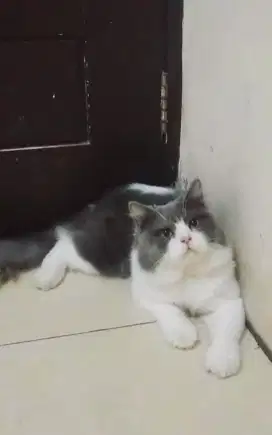Kucing Ras Persia Mix Peaknose