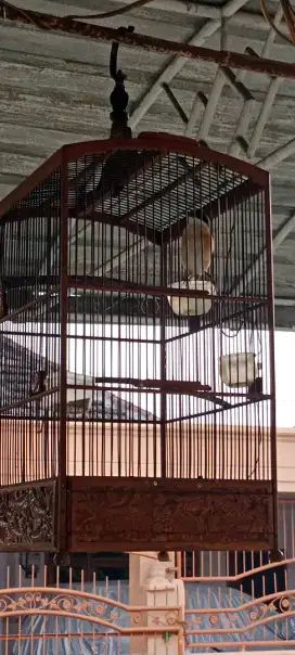 Burung cendet gacoran