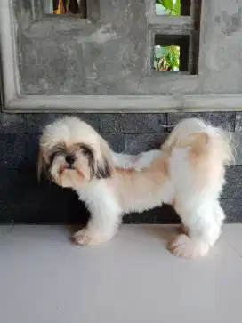 Shih tzu jantan 10 bulan