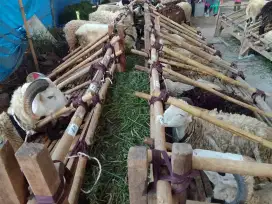 Jual hewan qurban