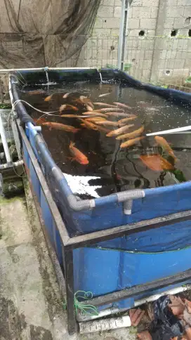 Kolam terpal 2x4x0.8 semi karet orchid
