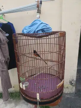 Burung Murai Dewasa Termasuk kandang ebod
