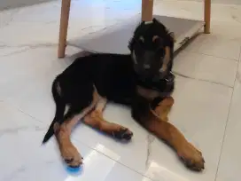 ANJING GERMAN SHEPHERD DIJUAL