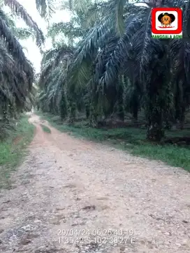DIJUAL KEBUN PLASMA KKPA SELUAS 5.83 HEKTAR
