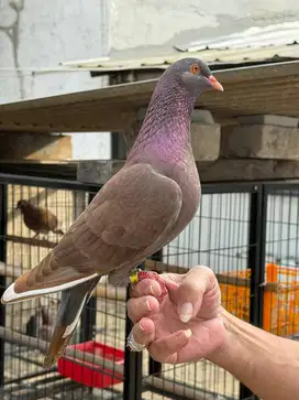 PERAWAT BURUNG MERPATI