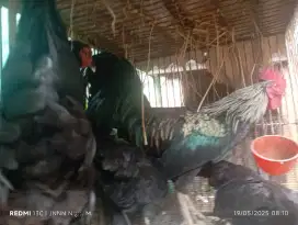 Ayam kampung 4 ekor lagi bu