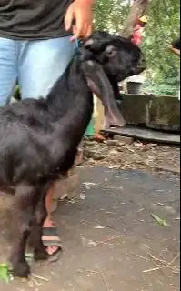 2 ekor kambing kacang jantan siap qurban 2025 murmer TB 55-60cm 4,5 jt