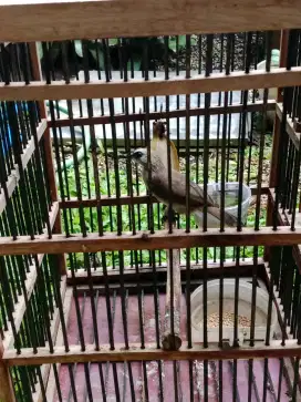 Trucukan sudah bunyi jual sama sangkarnya