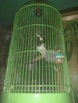 Jalak suren uret harian bunyi murah