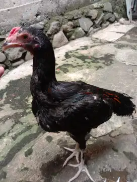 JUAL AYAM BK PAKOY UMUR 4 BULAN