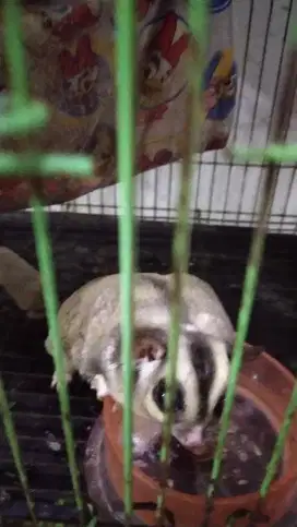 Sugar glider dewasa jantan gemoy low mozaik