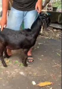 2 ekor kambing kacang jantan kecil TB 55-60cm siap qurban minimalis ok