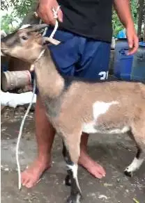 2 ekor kambing jantan kecil TB 55-60cm siap qurban murah meriah 1 thn
