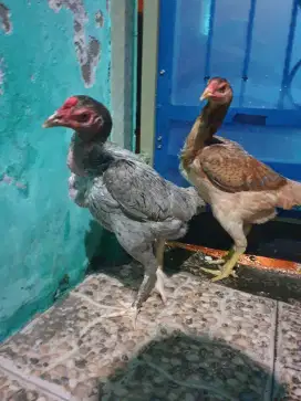 Ayam bangkok x Pakhoy