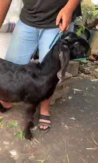 2 ekor kambing jantan kecil TB 55-60cm 1 tahunan siap kurban murmer ok