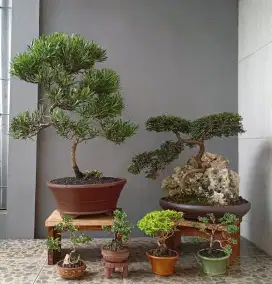 Jual bonsai keren antik ada 6 pot