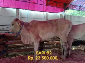 Jual Hewan qurban sapi domba kota bandung