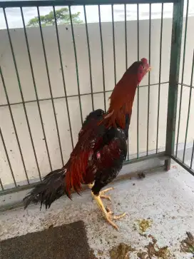 Ayam Bangkok 5 bulan