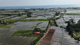 Tanah Tibubiyu Pasut Kerambitan Tabanan