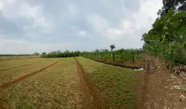 jual tanah kebun.tanah datar.  50 meter dari jalan utama.