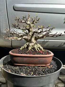 Bonsai anting putri / bonsai anput / anting putri bonsai/ anput bonsai