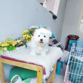 Korean mini bichon male super cute face bloodline import Korea