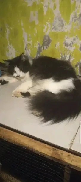 Kucing persimed betina