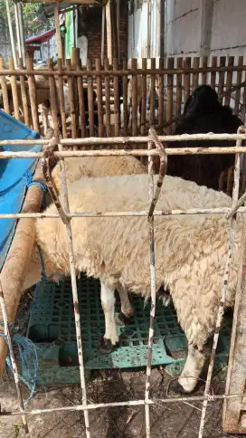 Di jual hewan buat qurban