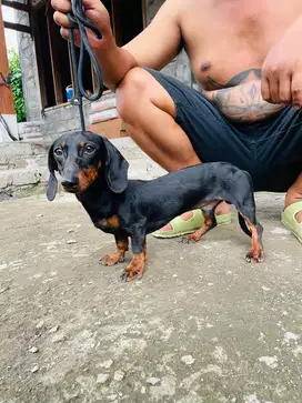 Tekel jantan 10bulan black and tan