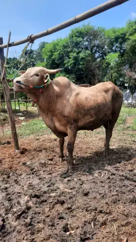 Jual Sapi qurban Jenis Bali Langsung Dari Bima 100% Pulau Sumbawa
