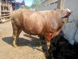 Jual Sapi qurban Jenis Bali Langsung Dari Bima 100% Pulau Sumbawa