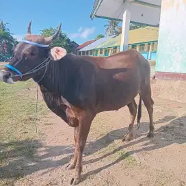 Jual Sapi qurban Jenis Bali Langsung Dari Bima 100% Pulau Sumbawa