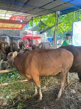 SAPI BALI 63Ribu Perkilo