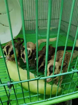 Dijual cepat murah lucu cocok buat anak dan dewasa biar tdk main hp