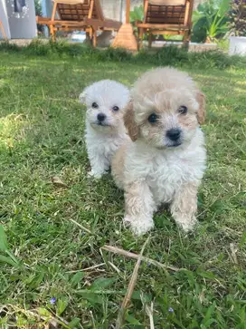 Dijual puppy poodle mix Bichon