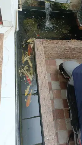 Ikan koi dan koki hoki