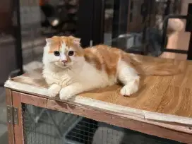 Kitten scothis fold line impor no bsh muchkin ragdoll peaknose